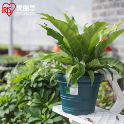 爱丽思（IRIS）特大号圆形花盆种树庭院超大加厚大盆景树木无花果蓝莓果树种植盆 6号绿色 约2L  (口径17.9cm) 