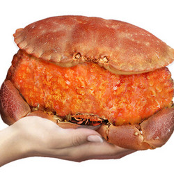 首鲜道 面包蟹 2只（1.6kg-2kg） *2件