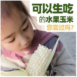 井号 福建漳州水果牛奶甜玉米