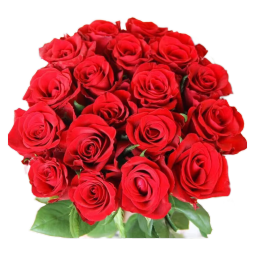 TENFOUR玫瑰鲜花云南基地直发新鲜鲜切花真花办公室水养插花红玫瑰 红玫瑰16枝+4枝防损