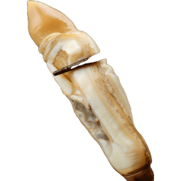 雨林食味竹蛏子竹节蛏子单冻海蛏子双头蛏竹圣子微沙蛏子肉 【2份到手2斤】500g