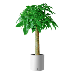 植男植女发财树大型盆栽客厅室内绿植办公室开业送礼乔迁招财树源头直发