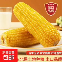 甜糯黄玉米  黏玉米 粘玉米玉米粗粮新玉米真空包装加热即食 东北黄糯玉米8棒 单棒≥168g 