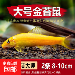 金苔鼠观赏鱼清道夫小型热带斑马鱼除藻工具淡水清洁粪便孔雀鱼 8-10cm特大号金苔鼠2条