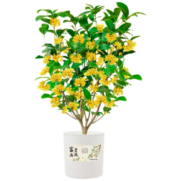 京东鲜花桂花盆栽水培土培绿植盆栽中秋桂花盆栽教师节送老师源头直发 