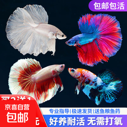 好养易活漂亮进口宠物泰国斗鱼活体观赏鱼淡水热带鱼小型半月活鱼 A级精品大蓝袍1条 