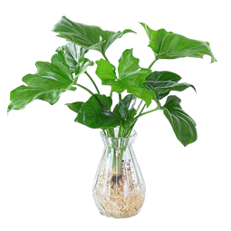 龙鳞春羽水培植物天堂鸟客厅绿萝盆栽花卉富贵竹龟背竹好养的绿植 精品大叶龙鳞春羽60-80cm【1棵】