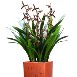 劉閣蘭花兰花苗超香的建兰色花七彩玲珑现带花苞出售花卉阳台盆栽绿植 墨玉2苗,加盆土肥说明书 