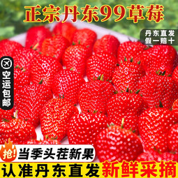 恬嘉果业正宗丹东99草莓新鲜红颜奶油东港九九甜牛奶草莓大果空运 单果30g起 1.8斤