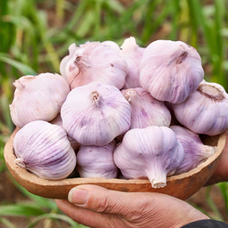 秋宜 2025干新鲜感大蒜现挖新蒜紫白皮大蒜批发鲜蒜红皮蒜干蒜 2-2.5斤单果4-5CMM净重1.6斤+ 新鲜 