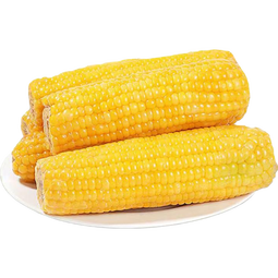正宗东北真空黄糯玉米水果玉米真便宜早餐京东包邮（单根150g起） 20根装 （单根150g-200g)