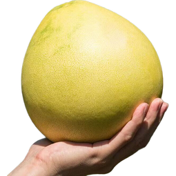 【鲜甜】福建平和正宗琯溪柚子红心薄皮孕妇当季水果新鲜采摘蜜柚 2粒装（1-1.5斤）