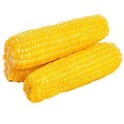 佟创 东北黄糯玉米新鲜糯甜玉米棒 代餐轻食真空包装玉米生鲜  精品黄糯玉米240g*10棒/箱 