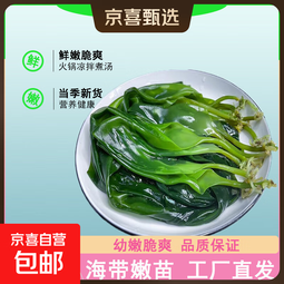 海带嫩苗霞浦海带苗火锅3秒菜凉拌菜海带苗海带嫩苗霞浦特产海产 [头水海带嫩苗]500g*5