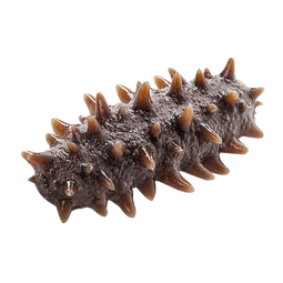 张奶奶 大连冷冻即食海参礼盒非干货辽刺参高品质生鲜礼盒过年送礼 即食海参 1500g 【30-36头】礼盒装 