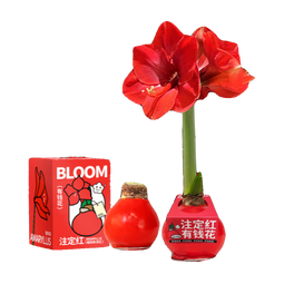 京东鲜花有钱花朱顶红礼盒版蜡球周长26-28cm随机新年年宵礼物源头直发