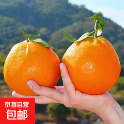 京喜加【新鲜发货】四川高山耙耙柑 柑橘 新鲜水果 生鲜 耙耙柑 年货 新鲜采摘【整箱4斤装】 
