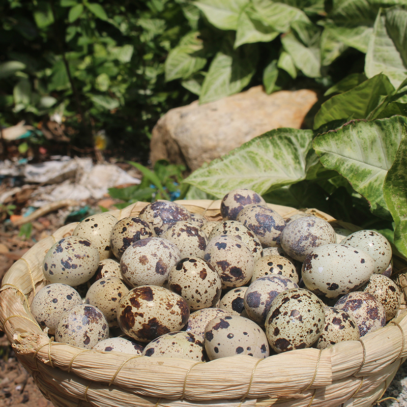 鹌鹑蛋新鲜105枚正宗农家杂粮喂养鹌鹑蛋生蛋 宝宝辅食生的鹑鸟蛋