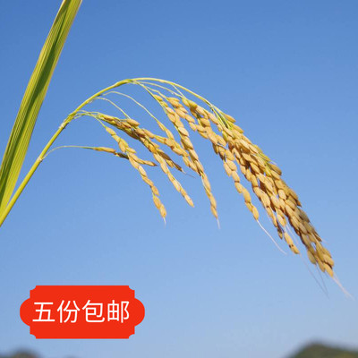 带壳稻谷水稻有皮大米粮食东北稻子五谷杂粮稻米组合农家自种谷物