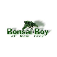 Bonsai Boy of New York