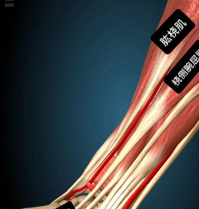 重新学习手太阴肺经的重要穴位