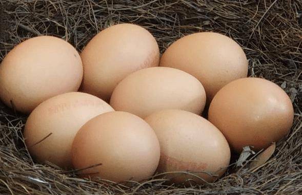 鸡蛋、鹅蛋和鹌鹑蛋哪个更有营养？不管大小，结果都和你想象的不一样