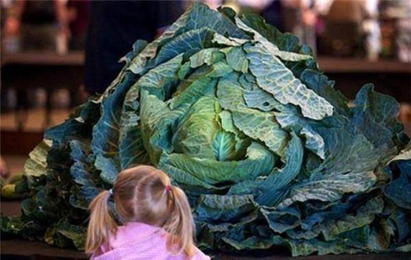 超大号蔬果系列：巨型黄瓜、超大西瓜，不知道一年能不能吃完