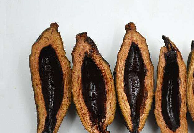 坚持食用槟榔对身体有什么影响？你对槟榔的优缺点了解多少？