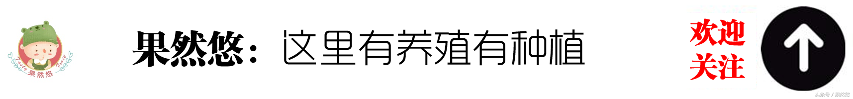 驴繁殖秘诀：老张一年一胎技术大揭秘