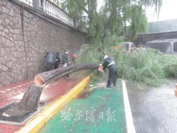 白杨树易倒原因：根系浅冠大