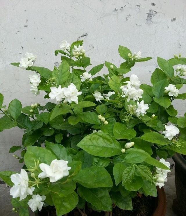 茉莉花扦插成活率高技巧揭秘