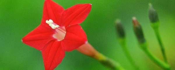 茑萝播种攻略：最佳时间与方法
