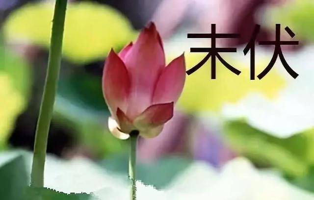 “末伏吃三黄，不往医院跑”明日末伏，哪3黄？咋吃？早知早受益