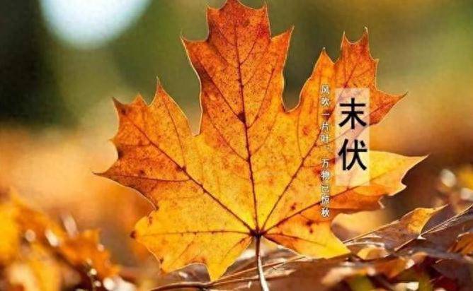 “末伏吃3宝，健康跑不了”，今日末伏，3宝指啥？应季而食身体棒