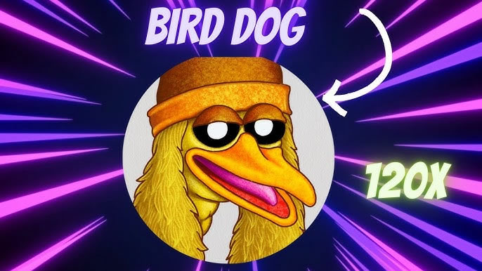 BIRD DOG币：暴涨潜力与购买攻略