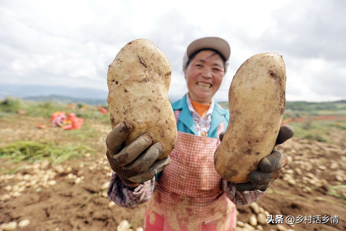 榆林马铃薯种植：时间方法及五大土技巧