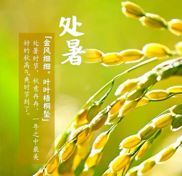 明日处暑，提醒:“三菜不上桌, 福气不进门”, 三菜指啥? 别忘老传统