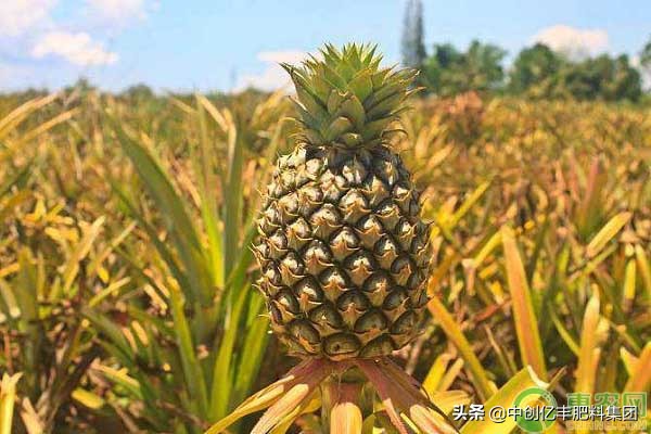 菠萝种植秘诀：地上生长，酸甜可口
