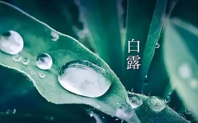 “白露吃5果，疾病一边躲”明日白露，5果指什么？滋阴润燥养脾胃