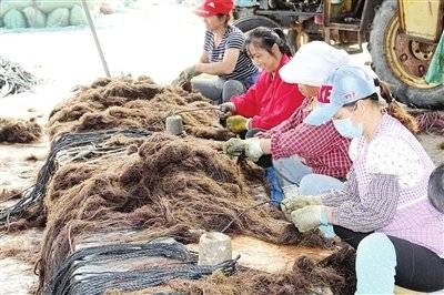 龙须菜生长地及多功能用途