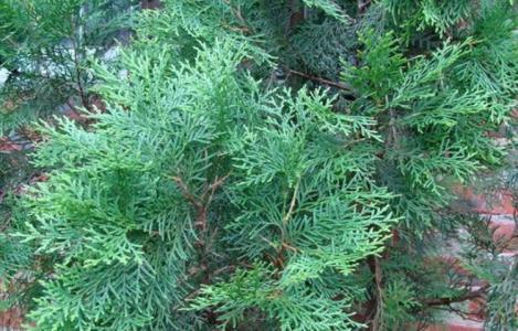 侧柏叶生发秘籍：洗出浓密乌黑秀发