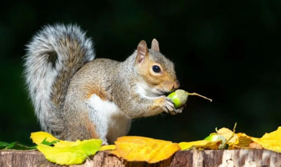 PNUT币暴涨30倍！还能买吗？深度解析