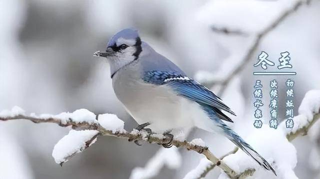 “冬至吃3宝，寒冬无病扰!”12月21日冬至, 3宝指啥? 御寒暖身祛病